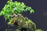 3 cây bonsai "giữ tiền như két sắt": Giá cả phải chăng lại trấn trạch, hút tài cho gia chủ