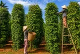 Tin vui cho nông sản Việt: Một mặt hàng gia vị Việt đang được Mỹ chi đậm gom mua, mang về hơn 600 triệu USD chỉ sau 4 tháng