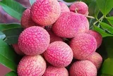 Loại vải to như quả trứng gà, giá 400.000 đồng/kg vẫn không có để ăn tại Thanh Hà