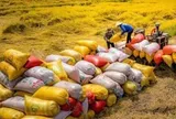 Xuất khẩu 70.000 tấn gạo Việt xanh phát thải thấp
