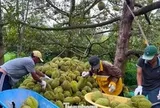 Đề nghị Bộ Công an vào cuộc xử lý việc mua bán mã số vùng trồng