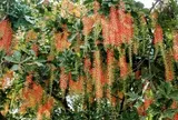 3 lý do nên trồng cây lộc vừng trước sân