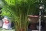 2 cây nên trồng trước nhà, 3 cây hợp trồng sau nhà
