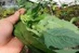 Loại rau bồi bổ cơ thể, làm mát gan: Mọc hoang đầy Việt Nam mà ít ai biết để ăn