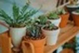 5 loại cây không nên trồng trong nhà
