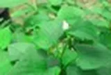 Vì sao người xưa thường trồng cây diếp cá quanh nhà?