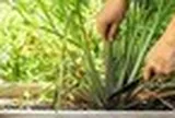 3 loại cây người xưa thường trồng quanh nhà để đuổi muỗi hiệu quả