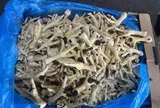 Bắt giam Giám đốc Công ty cổ phần XNK An Bình buôn lậu hàng nghìn tấn chân gà đông lạnh