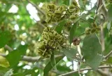 Từ loại cây mọc hoang, các nhà khoa học Việt lần đầu tạo ra chế phẩm kháng viêm, diệt tế bào ung thư