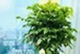 6 loại cây mang lại vận may, nên trồng ở ban công