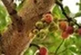 "Cây lành đón lộc": 6 loại cây nên có trong nhà