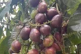 Phát hiện loại quả giống nhãn nhưng thoang thoảng vị sầu riêng: Điều bất ngờ nằm ở mức giá 2,5 triệu đồng/kg