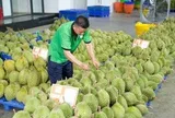 Gỡ nút thắt kiểm nghiệm để giữ thị trường tỷ đô cho sầu riêng Việt