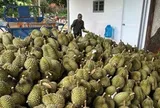 Giá sầu riêng lao dốc, điểm nghẽn không chỉ nằm ở thị trường