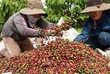 Giá cà phê lập đỉnh hơn 3 tháng