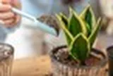 Chuyên gia phong thủy: Đây là 6 vị trí tốt nhất để đặt cây lưỡi hổ trong nhà
