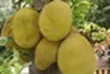 Nhiều gia đình trồng mít trong sân vườn, hóa ra không chỉ để lấy quả