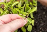 Vì sao nhiều người trồng một chậu cây húng quế trong nhà? Hóa ra không chỉ để lấy rau ăn