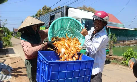 Người nuôi cá chép cúng ông Công ông Táo thấp thỏm chờ khách dù được mùa
