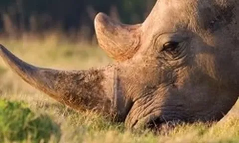 Nam Phi bắt ông Chu Đăng Khoa trong vụ án sừng tê giác