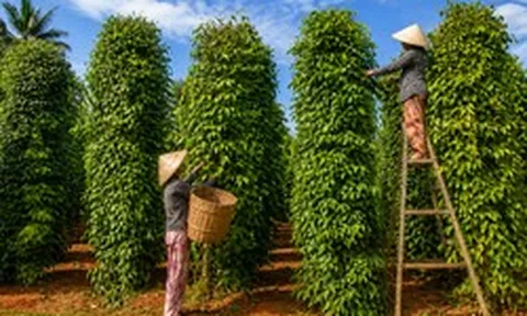 Tin vui cho nông sản Việt: Một mặt hàng gia vị Việt đang được Mỹ chi đậm gom mua, mang về hơn 600 triệu USD chỉ sau 4 tháng