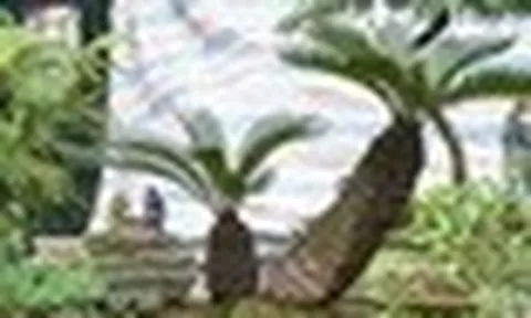 3 cây cảnh 'sống lâu trăm tuổi', 'giữ của' cho gia đình