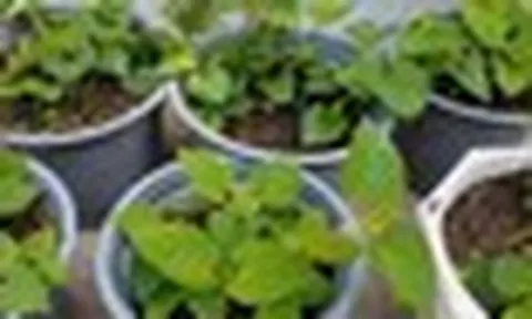 5 lý do vì sao nên trồng 1 chậu rau diếp cá trong nhà