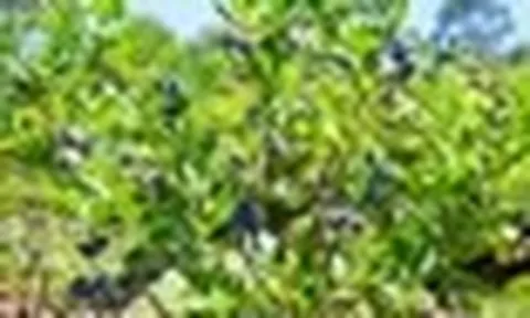 5 loại quả ngọt lịm giúp bổ thận, chống viêm: Có loại đang vào mùa, bán đầy chợ Việt nhưng nhiều người bỏ qua