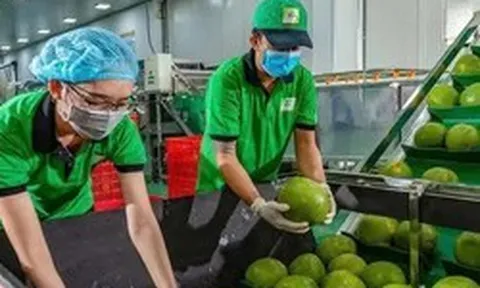 Bưởi, chanh Việt Nam rộng cửa vào thị trường Trung Quốc