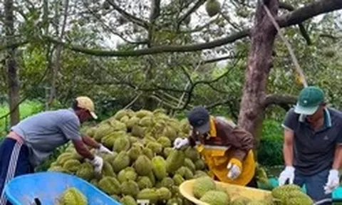 Đề nghị Bộ Công an vào cuộc xử lý việc mua bán mã số vùng trồng