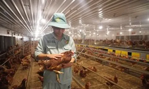 “Cỗ máy” sản xuất 300 triệu quả trứng/năm, có cả trứng nhân sâm của chủ tịch Nguyễn Như So: Nuôi 1 triệu con gà, vận hành bằng robot Đức