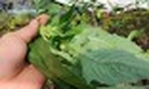 Loại rau bồi bổ cơ thể, làm mát gan: Mọc hoang đầy Việt Nam mà ít ai biết để ăn