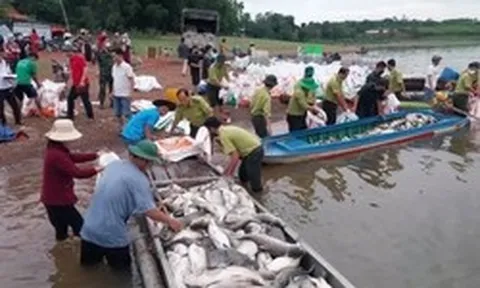 Hơn 100 tấn cá lồng bè tại hồ Trị An chết bất thường