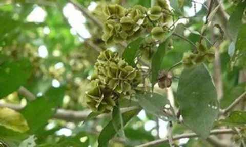 Từ loại cây mọc hoang, các nhà khoa học Việt lần đầu tạo ra chế phẩm kháng viêm, diệt tế bào ung thư