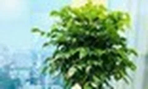 6 loại cây mang lại vận may, nên trồng ở ban công