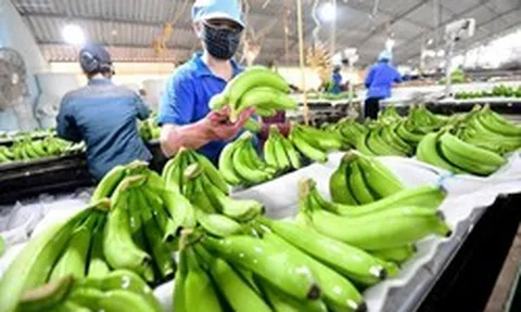 Loại quả dân dã mang tham vọng tỷ USD: Giúp Việt Nam đứng thứ 9 thế giới về sản lượng