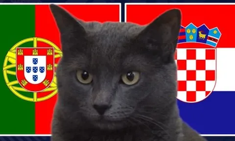 Mèo "tiên tri" dự đoán kết quả trận Bồ Đào Nha vs Croatia: Ronaldo tiếp tục "nổ súng"?