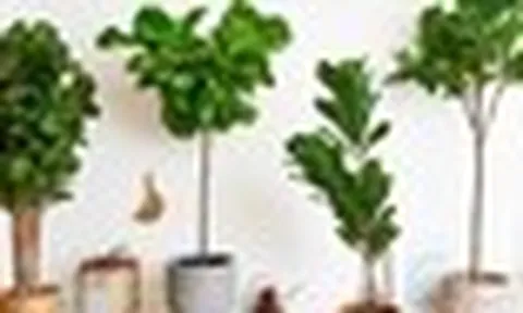 Không phải mê tín: Lý do người giàu thích để 7 loại cây này trong phòng khách