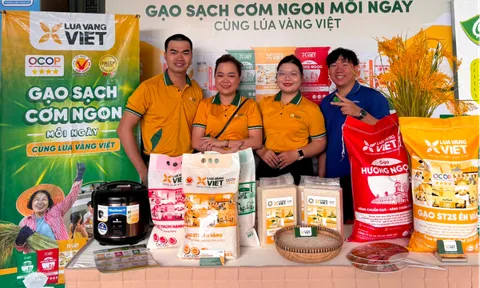 Gạo Lúa Vàng Việt - Thương Hiệu Gạo Tây Ninh 4 năm liên tiếp đạt Hàng Việt Nam Chất Lượng Cao