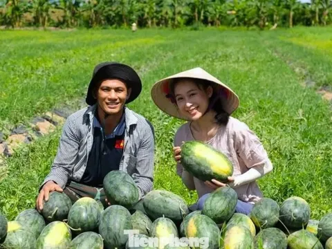 Khởi nghiệp trồng giống dưa lạ, livestream giữa ruộng 'chốt đơn mỏi tay'