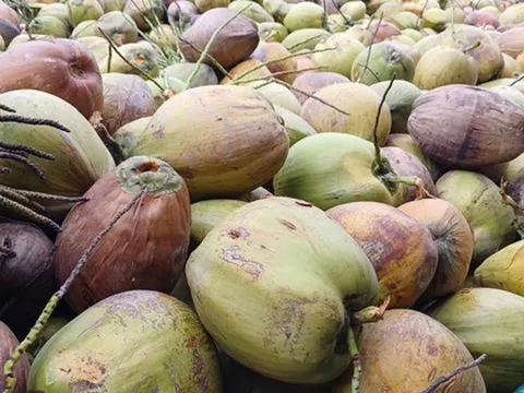 Giá dừa khô rớt thảm