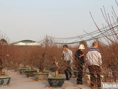 Lắp điều hòa cho hoa đào, livestream chốt đơn tại ruộng, nhà vườn Nhật Tân nín thở chờ Tết