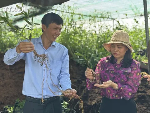 Kỹ sư bỏ việc về quê trồng cây lấy rễ "như củi khô", thu 5 tỷ mỗi năm