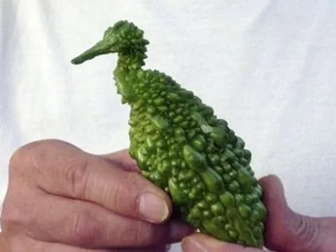 Loại quả xưa rụng đầy gốc nay ví như "vua dưỡng gan" cực tốt cho sức khỏe