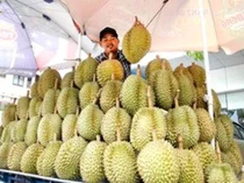 Đua với sầu riêng Việt Nam, Thái Lan ra nước cờ mới thông qua Lào