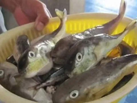 Ăn cá nóc, 3 người ở Cần Thơ nhập viện: Bộ Y tế khuyến cáo khẩn