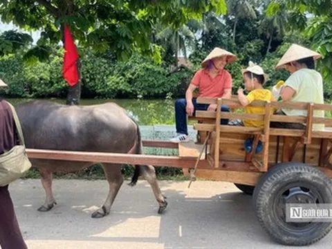 Du khách thích thú với dịch vụ xe trâu tại làng cổ Đường Lâm