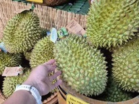 Giá sầu riêng tại vườn “chạm đáy”, vì sao giá bán lẻ vẫn cao?