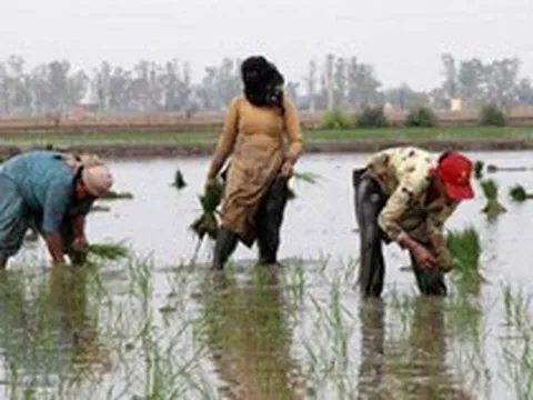 Gạo Ấn Độ, Thái Lan, Việt Nam sắp đón sóng gió, ‘thủ phạm’ là ai?