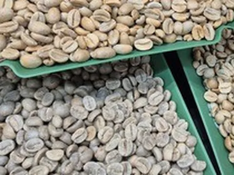 Giá cà phê hôm nay 14-5: Robusta tăng mạnh